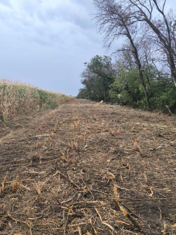 Фото лесополосы для статьи